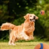 Pelota de Juego para Perros – Diversión y Ejercicio